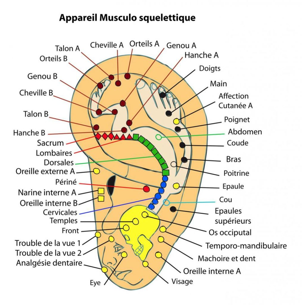 auriculothérapie natur'ambul